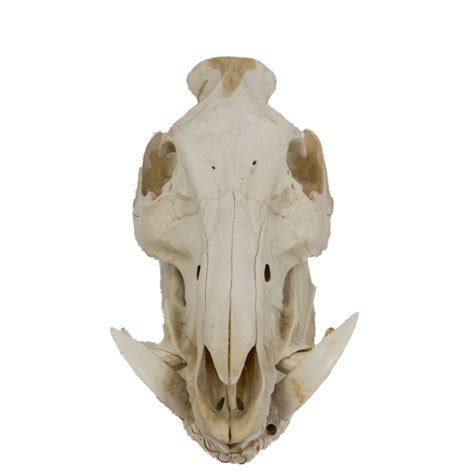 Wild Boar Skull Taxidermy Mounts For Sale And Taxidermy Trophies For