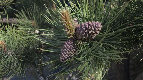 Arbre Pomme De Pin Colorado Photo Gratuite Sur Pixabay Pixabay