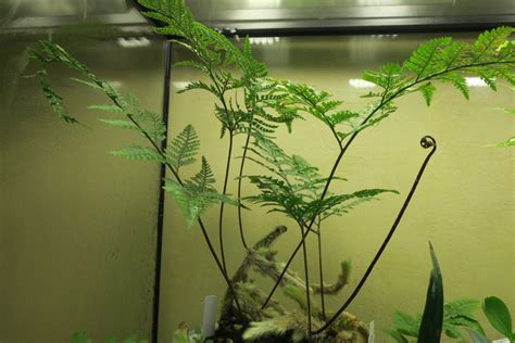 Папоротник Аквариумный Виды Фото И Названия – Telegraph