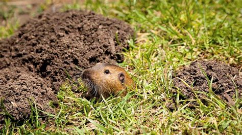 Moles vs. Gophers | Angi