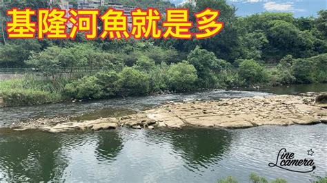 Creek Fishing In Taiwan 轉戰基隆河魚還是狂咬 Youtube