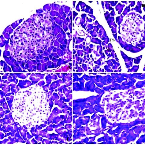 Histology Of The Pancreas A Control Group Revealing Normal Texture