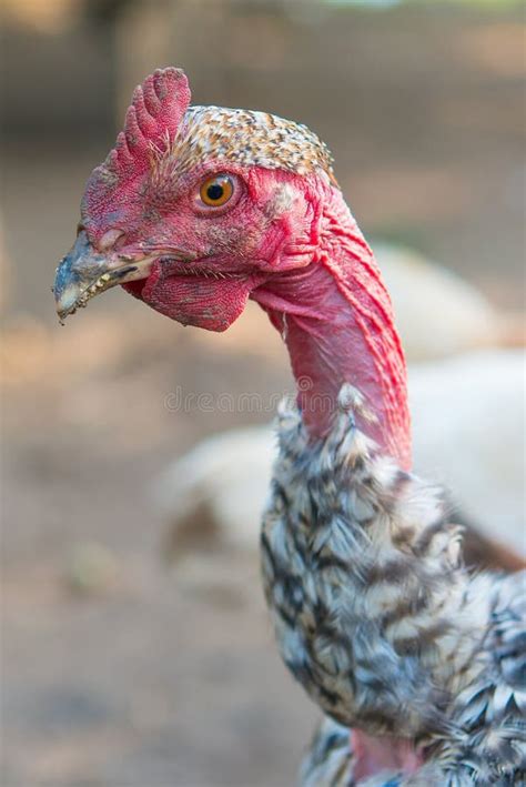 Pollo Desplumado Foto De Archivo Imagen De Desplume Aves 2967280