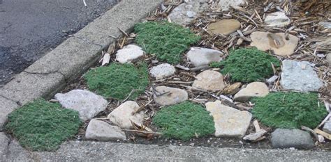 Elfin Thyme Care How To Grow And Care For Elfin Creeping Thyme Plant