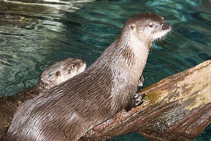 TN aquarium :-) | Tennessee aquarium, River otter, Otters
