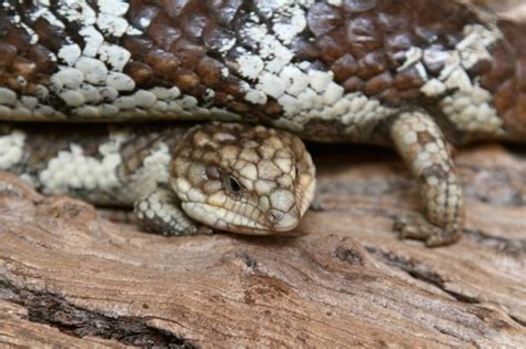 Shingleback Skink Honolulu Zoo Society