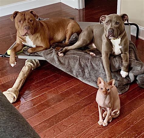 Confirmed Naked Guy Still Thinks Hes Pitbull R Pitbulls