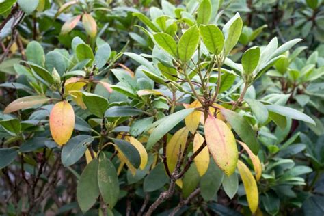 Are Your Rhododendron Leaves Wilting And Drooping Horticulturists