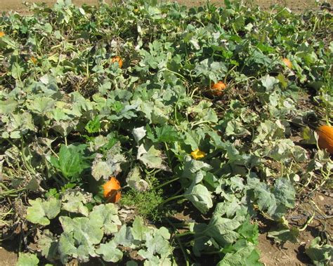 Evaluation Of Biopesticides For Managing Powdery Mildew In Pumpkin