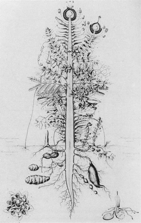 Goethe S Concept Of The Uhrpflanze Plant Illustration Fungi