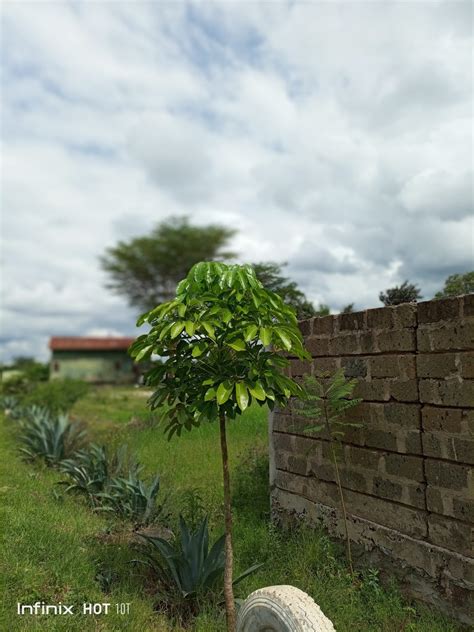 Infinix HOT 10T Camera Gaming Review Techsawa