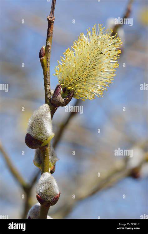 Goat Willow Or Pussy Willow Salix Caprea Male Catkin Stock Photo Alamy