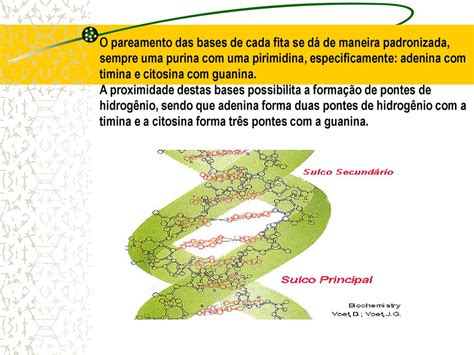 DNA o veículo da hereditariedade ppt carregar