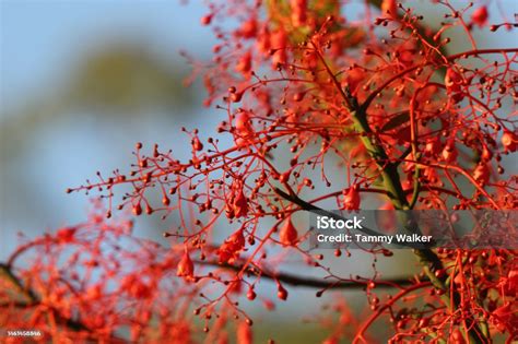 Close Up Textured Background Of A Red Flame Tree Stock Photo Download