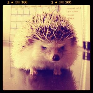 hedgehog gif on Tumblr