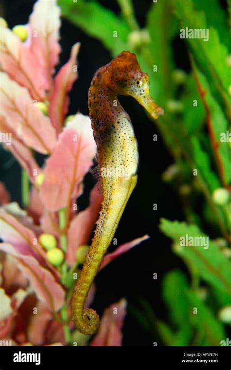 Lined Seahorse Hi Res Stock Photography And Images Alamy