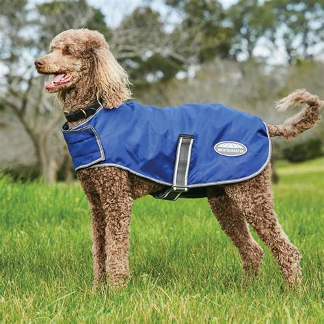 How Do You Blow Out A Dog S Coat at Amy Grant blog
