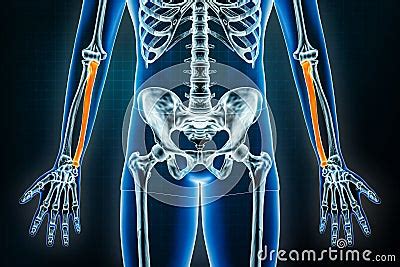 Ulna X Ray Front Or Anterior View Osteology Of The Human Skeleton Arm