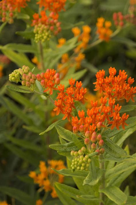 Gay Butterflies Milkweed Asclepias Tuberosa Gay Butterflies