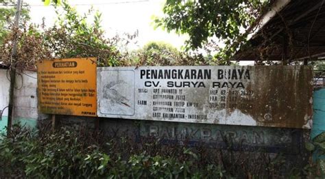 Menyambangi Markas Buaya Di Teritip Berani Lifestyle