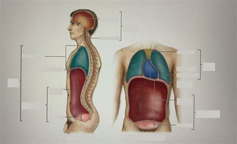 Body Cavities Diagram Quizlet