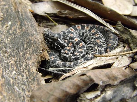 Dusky Pigmy Rattlesnake Project Noah