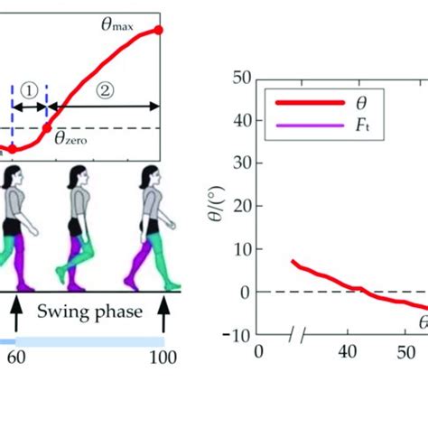 Kinematics And Biomechanics Of The Hip Joint A When The Hip Joint