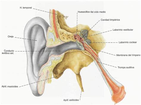 Anatomy full : SENTIDO AUDITIVO