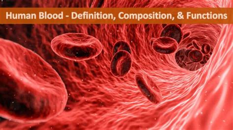 Human Blood Definition Composition Functions Rajus Biology