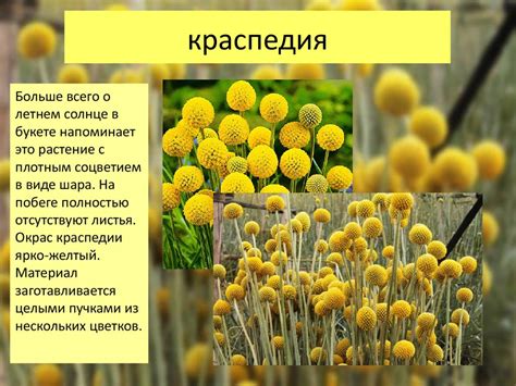 Многолетние сухоцветы - презентация онлайн