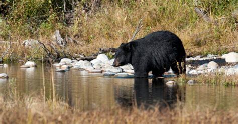 New York Bear Harvest Up Slightly From Previous Grand View Outdoors