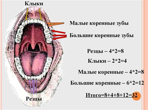 Зубы. Виды и строение зубов - презентация онлайн