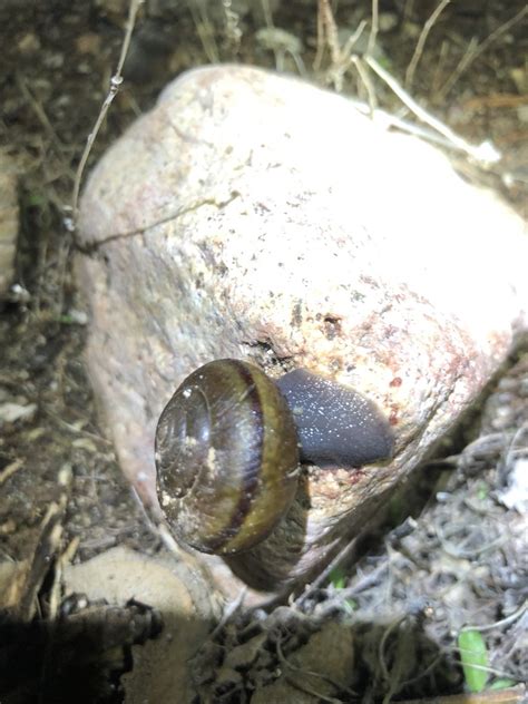 Southern California Shoulderband Snail From Angeles National Forest