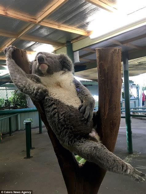 Sydney Koala Attempts Nude Pose To Recreate Sleeping Venus Masterpiece Daily Mail Online