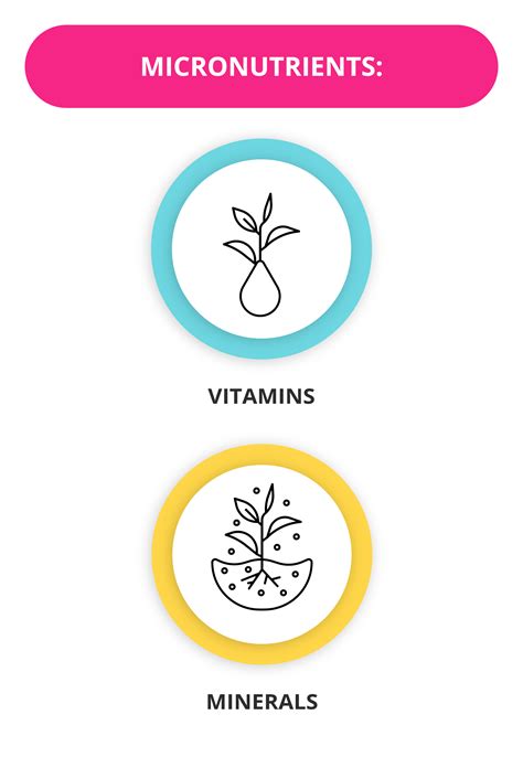 What Are Macronutrients And Micronutrients Getsmarter Blog