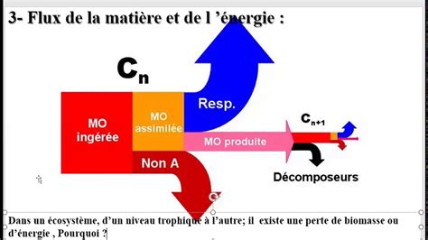 TCS Capsule 4 Le flux de la matière et de l énergie YouTube