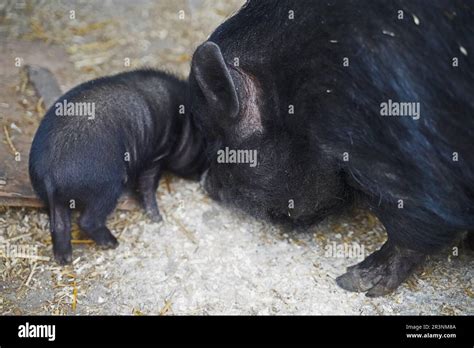 Mini pig babies and their mother outside Stock Photo - Alamy