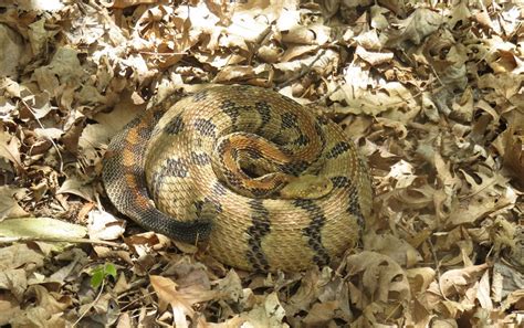 Timber Rattlesnake Facts, Description, Diet, and Pictures