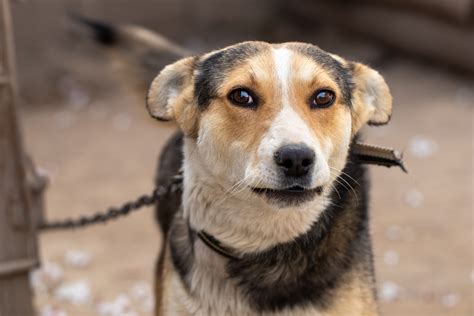 How To Get Abused Dog To Trust You