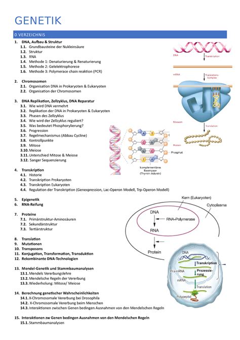 Genetik Zusammenfassung Lernfassung Uni Halle Studocu