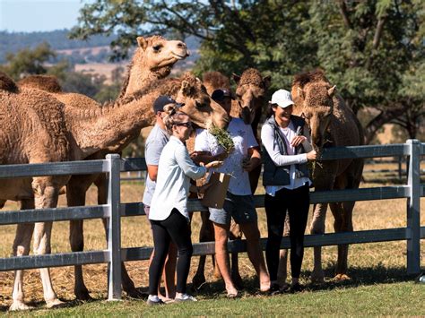 Summer Land Camels Scenic Rim