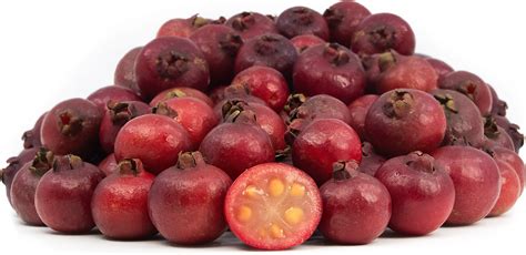 strawberry guava tree