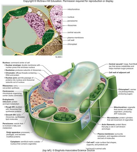 Plant Cell Organelles Diagram Quizlet