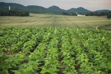 The Us Soybean In Southeast Asia Us Soy