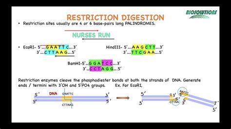 Restriction Enzymes And How To Perform Restriction Mapping Using Solved Problems With Question