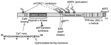 eukaryotic elongation factor  kinase eefk  cancer