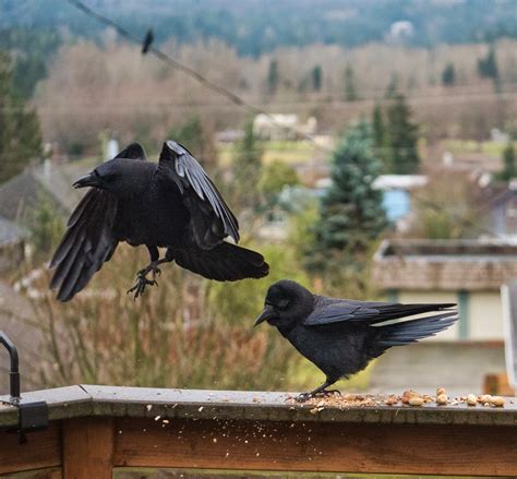 Chaikins Of Bellingham Crow Fight