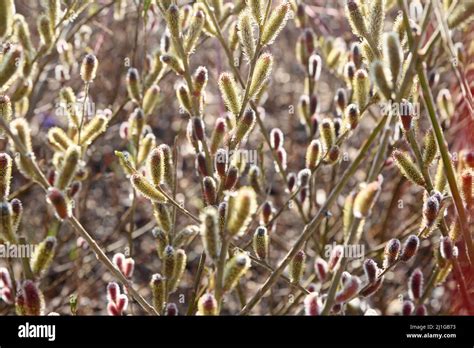 Japanese Pink Pussy Willow Stock Photo Alamy