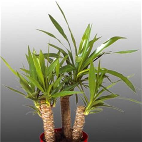 Как се отглежда цветето юка - За Жената