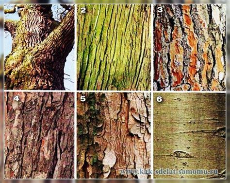 Определить вид дерева по фото онлайн бесплатно